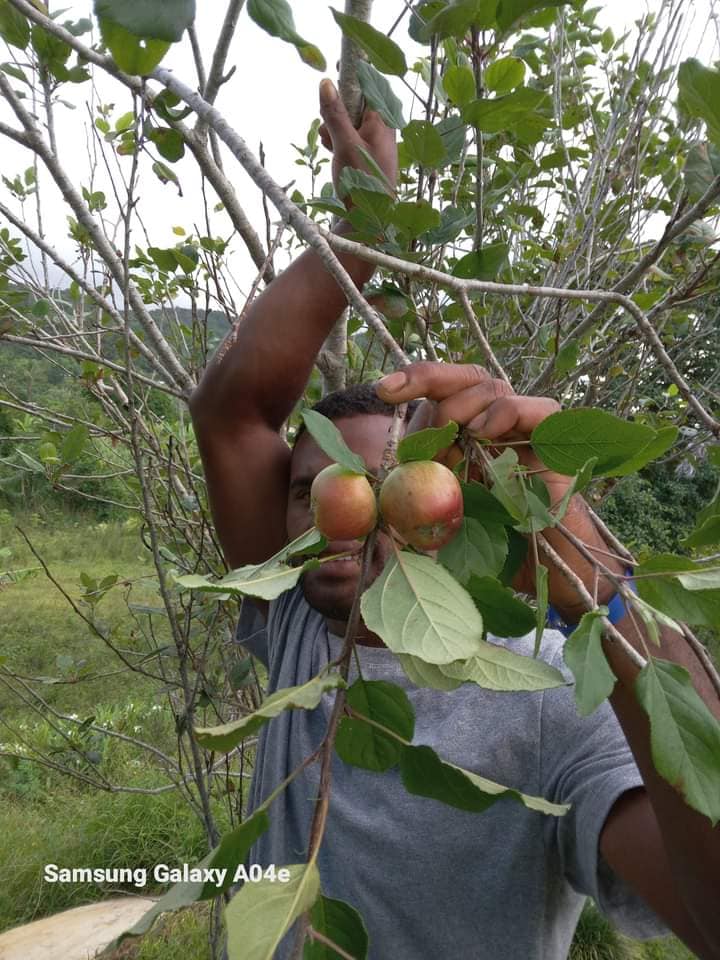 apple picking t shirts